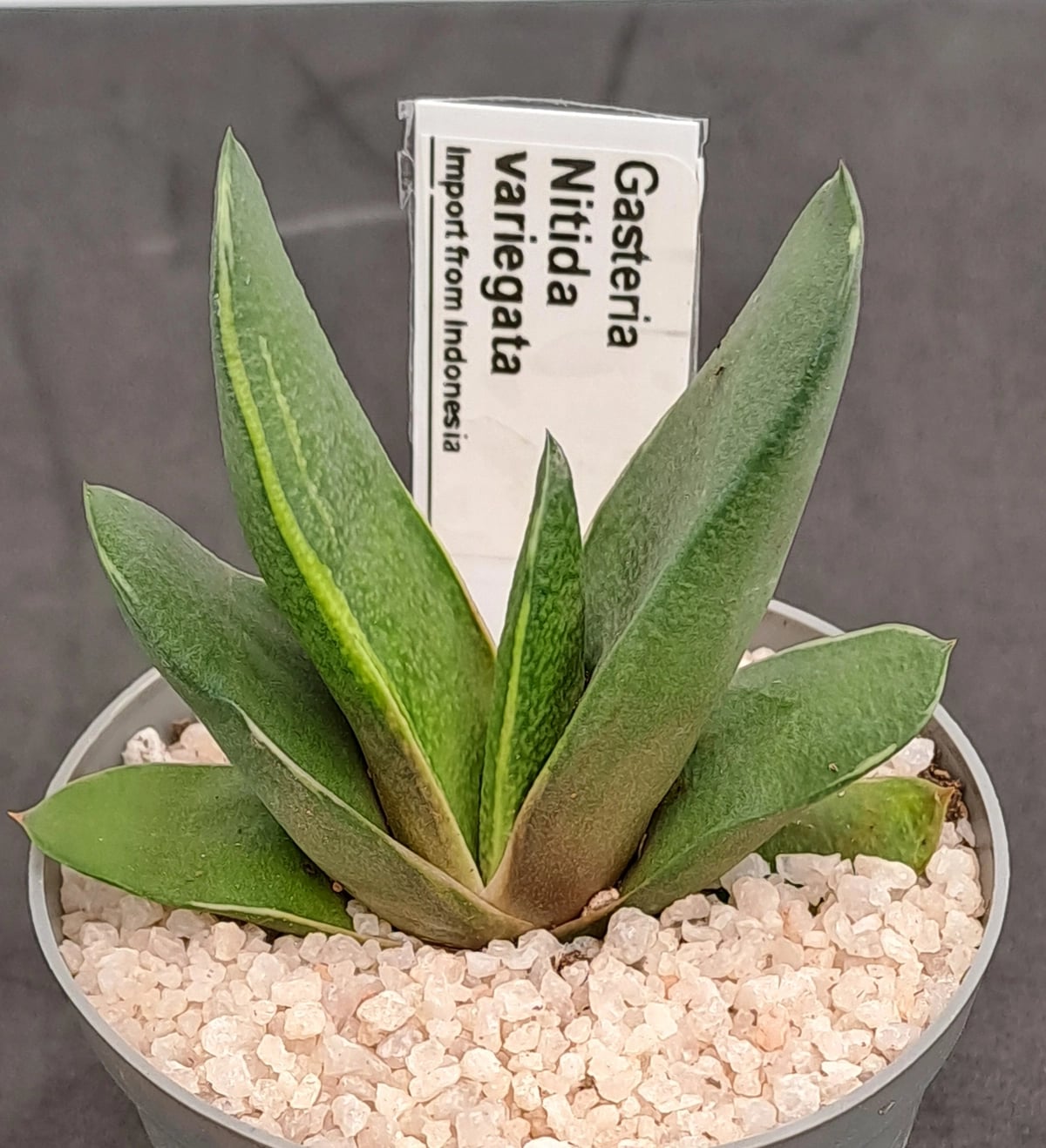 Gasteria Nitida variegated (import from Indonesia)