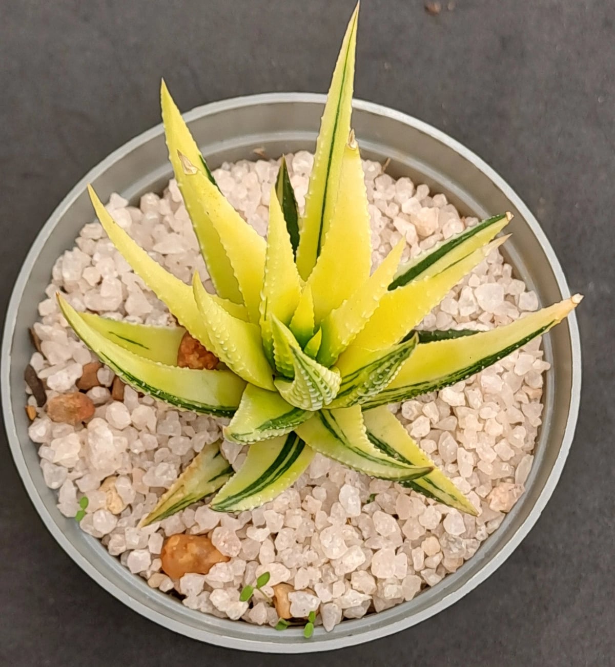 Haworthiopsis Attenuata Variegata (8cm Pot)