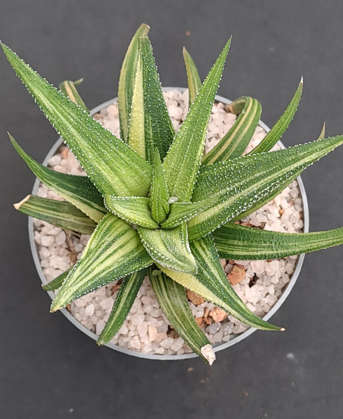 Haworthiopsis Limfolia Variegata (8cm Pot)