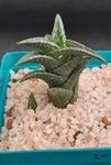 Haworthiopsis nigra var. Nigra