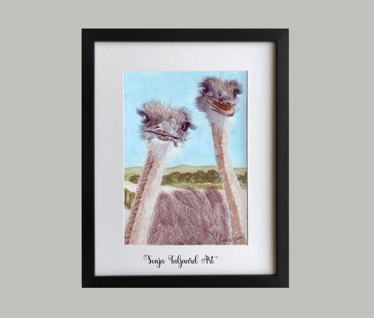 Ostriches painted in watercolour