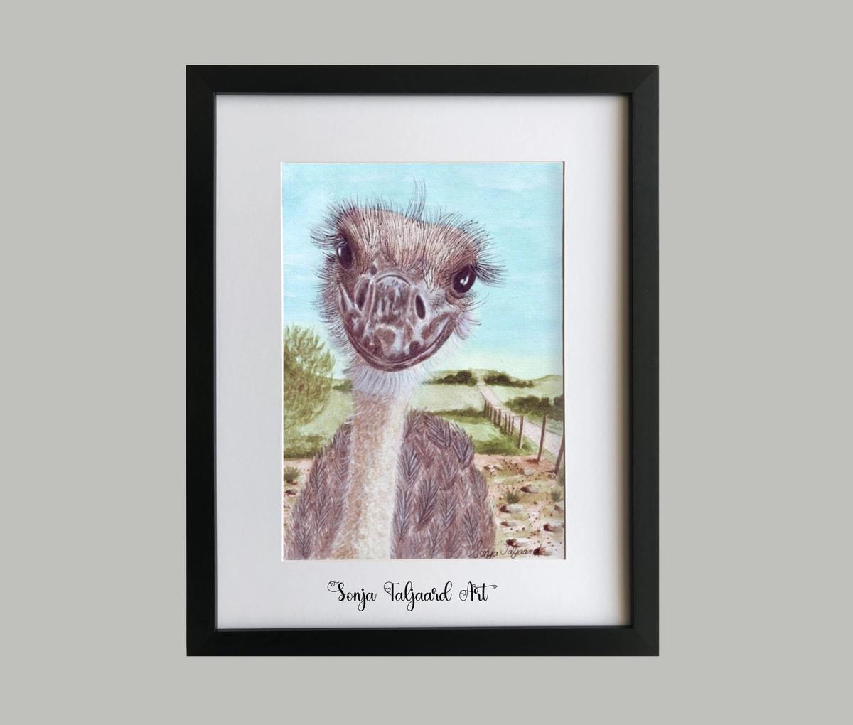 Ostrich beauty