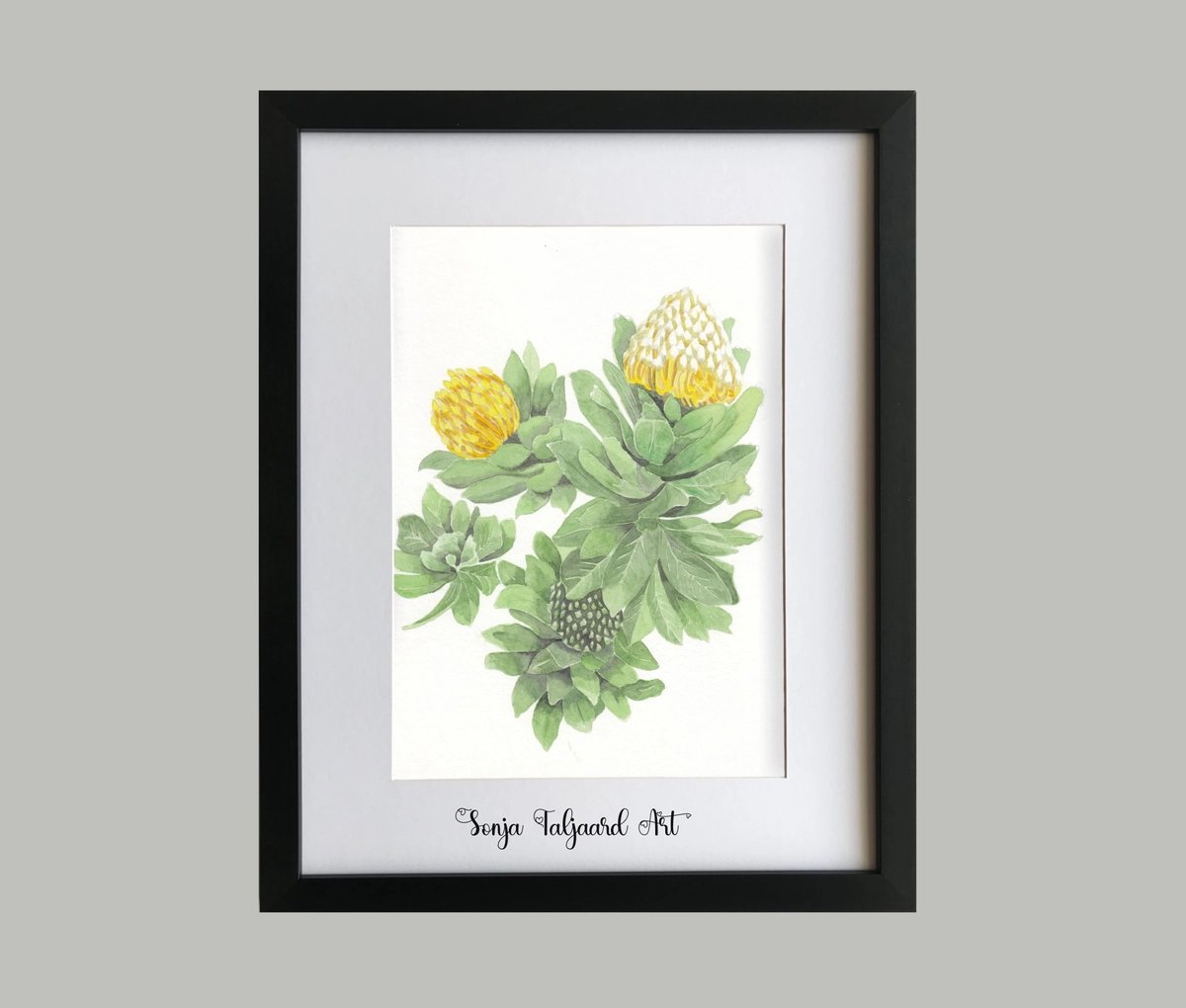 Yellow Pincushion flower from the Fynbos family