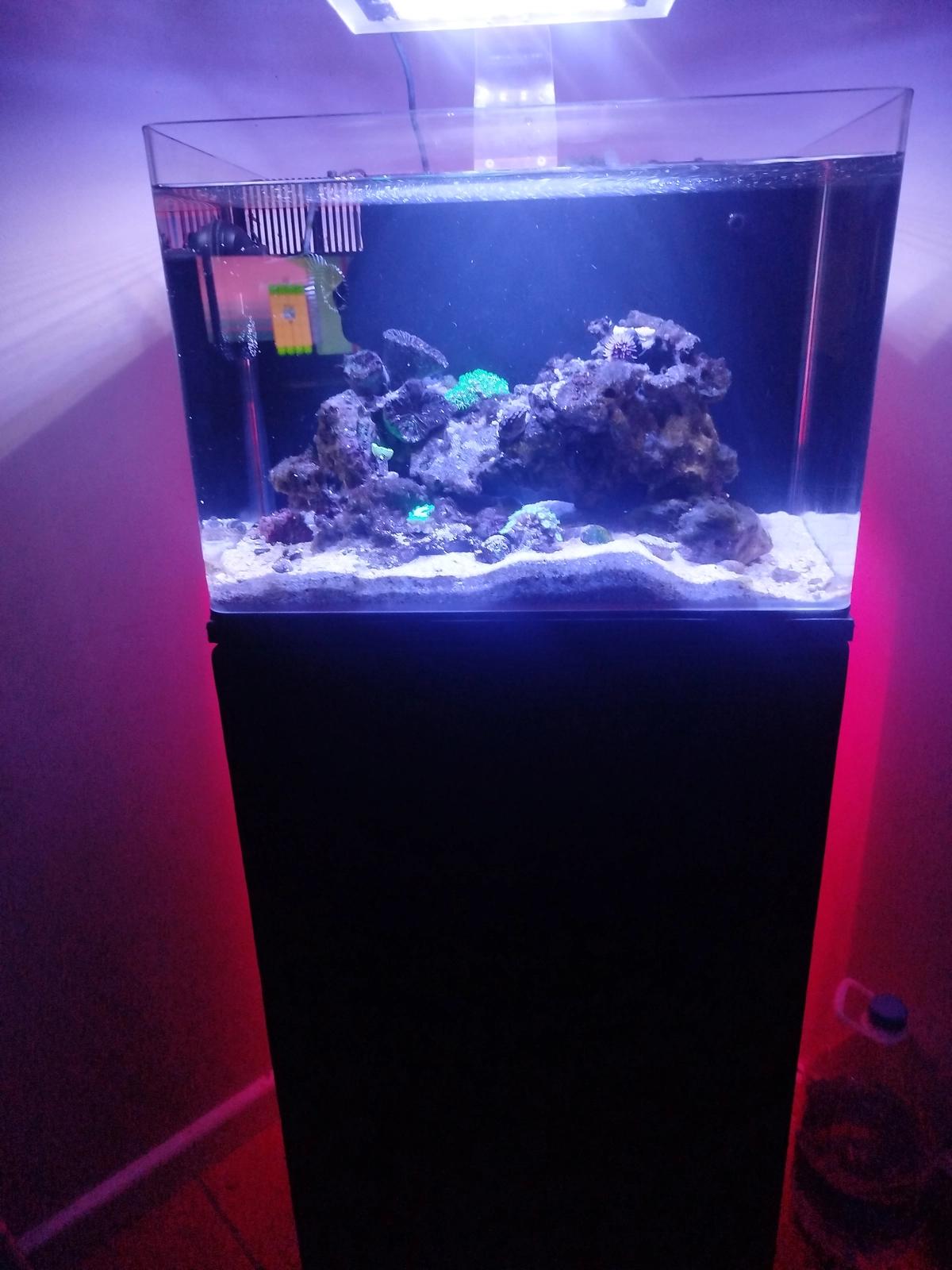 Complete 60lt aio reef aquarium