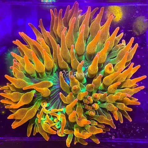 Can pico reef banner